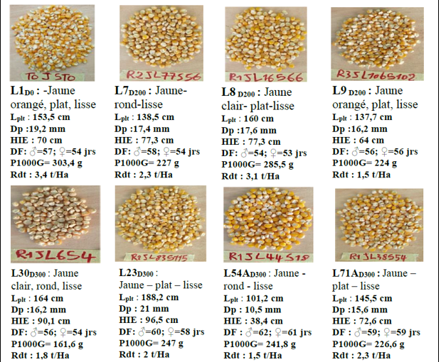 Nouvelles lignées de maïs résistantes à la sécheresse et à haut rendement